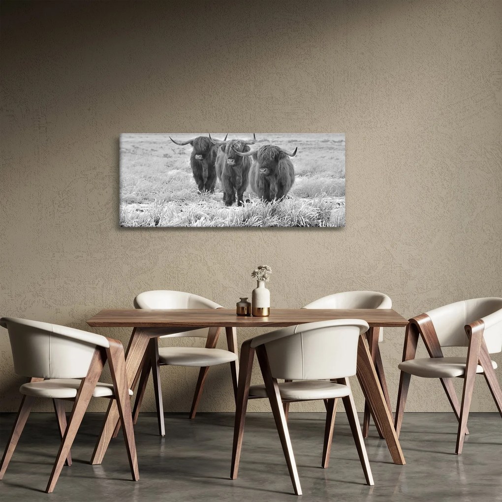 Obraz - Škótske kravy, čiernobiela (120x50 cm)
