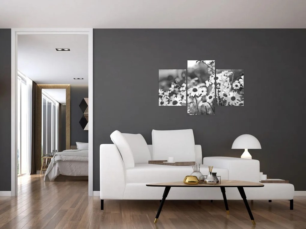 Obraz - Kopretiny (90x60 cm)