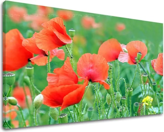 Obraz na stenu KVETY KV099E11 - 20x30 cm