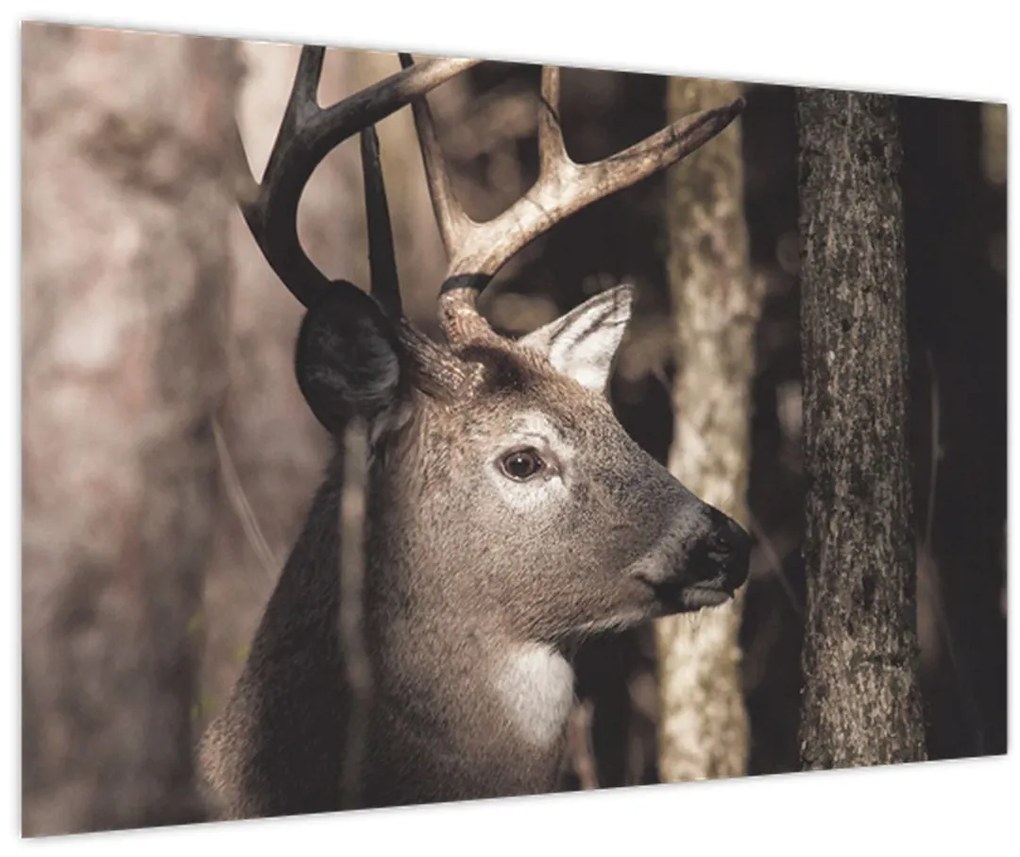 Obraz - Jeleň v lese (90x60 cm)