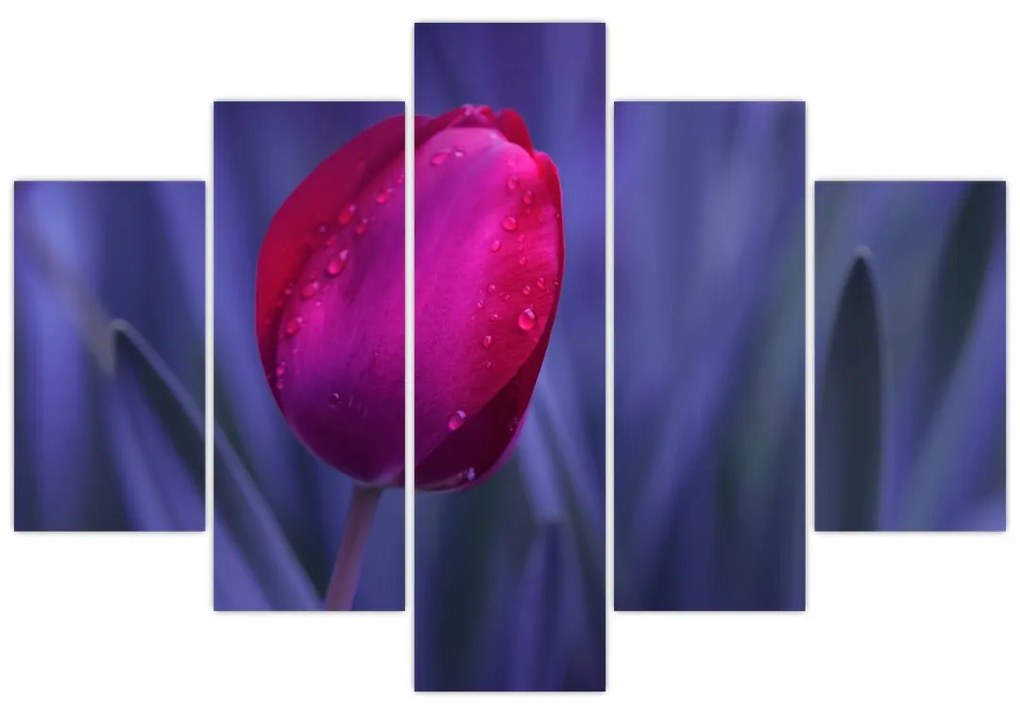 Obraz pupete tulipánu (150x105 cm)