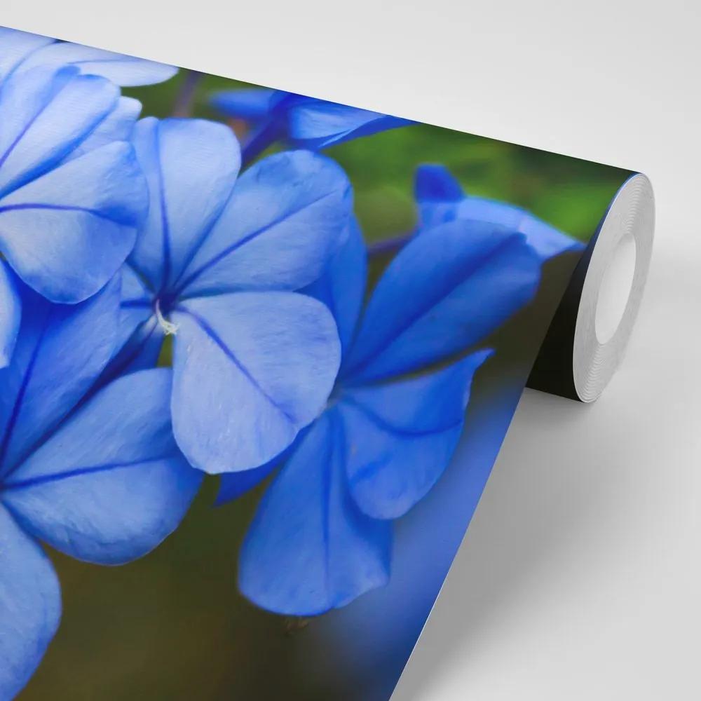 Samolepiaca fototapeta divoké modré kvety - 450x300