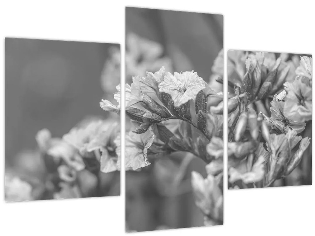 Obraz - Sušené kvety (90x60 cm)