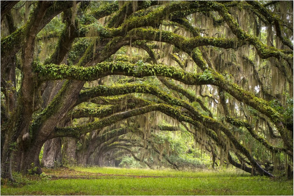 Obraz - Oaks Avenue, Charleston, Južná Karolína, USA (90x60 cm)