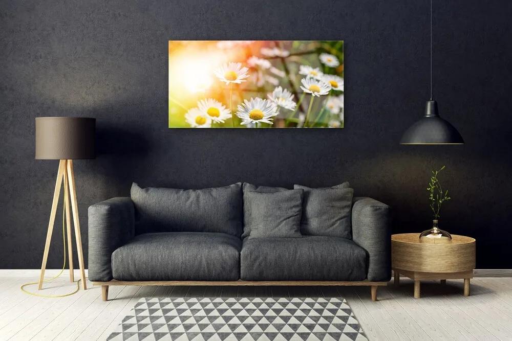 Skleneny obraz Sedmokrásky kvety lúče 120x60 cm