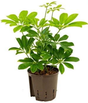 Schefflera arboricola 2pp 13/12 v.30 cm