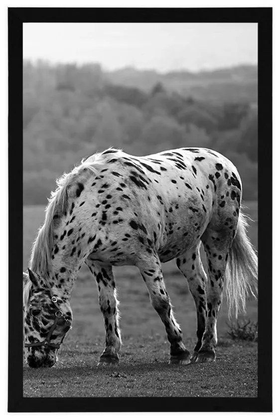 Plagát kôň na lúke v čiernobielom prevedení - 60x90 white