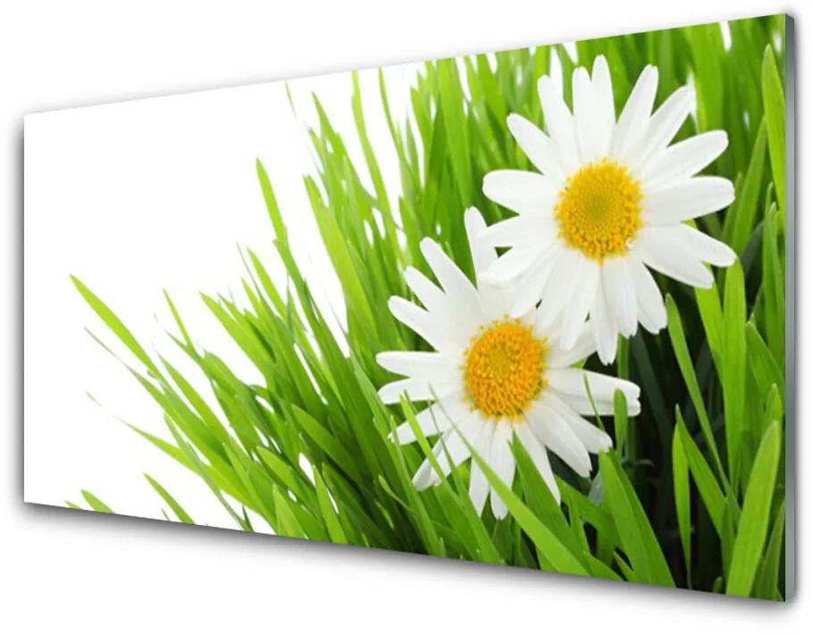 Skleneny obraz Sedmokráska kvet príroda 140x70 cm