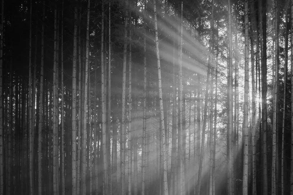 Samolepiaca fototapeta slnko za stromami v čiernobielom