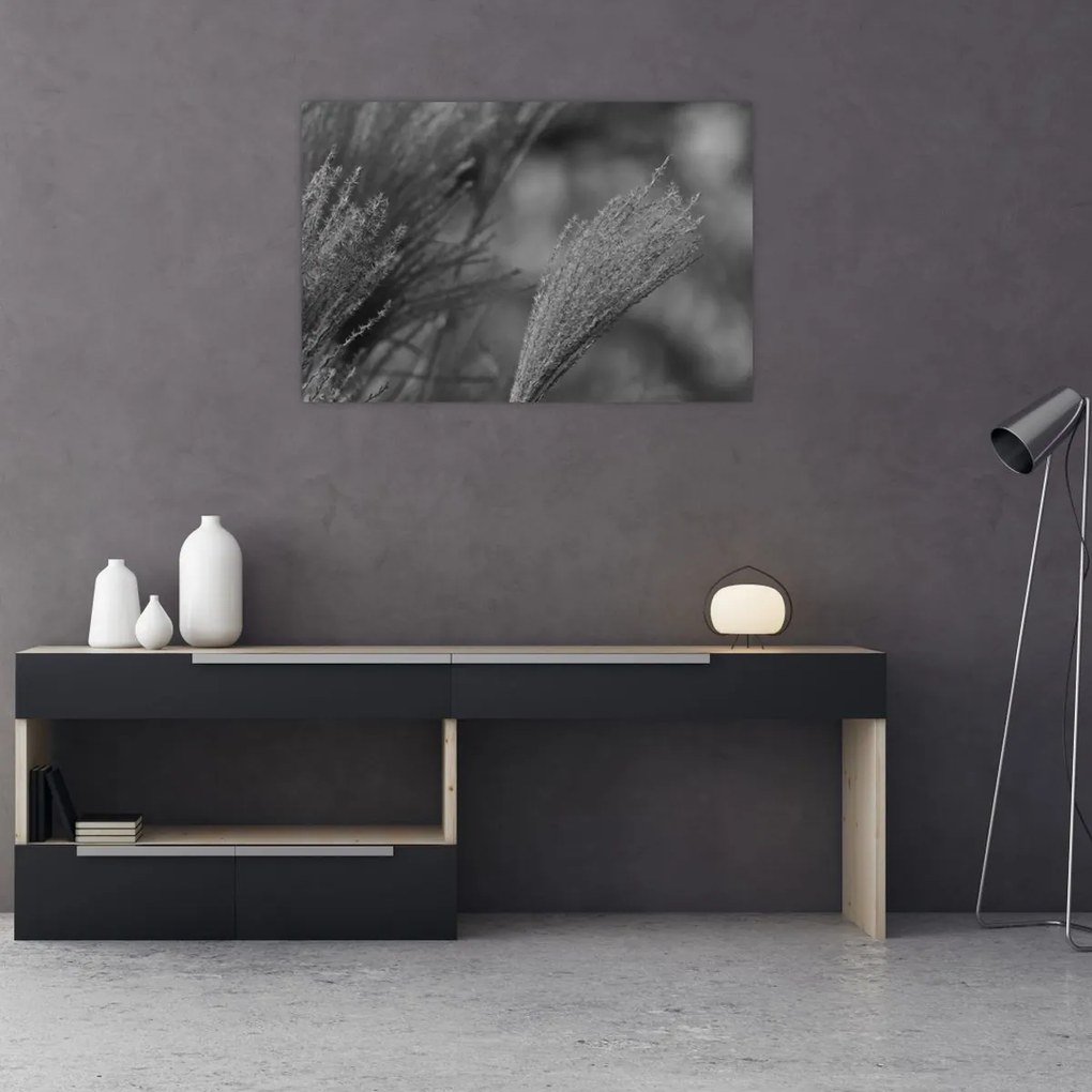 Obraz - Sušená pampová tráva (90x60 cm)
