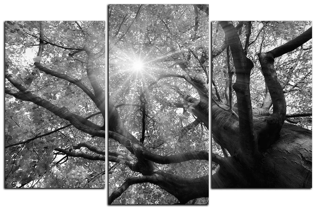 Obraz na plátne - Slnko cez vetvi stromu 1240QC (150x100 cm)