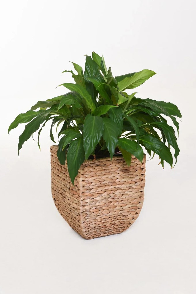 Kvetináč ASIA, vodný hyacint, výška 30 cm, natur