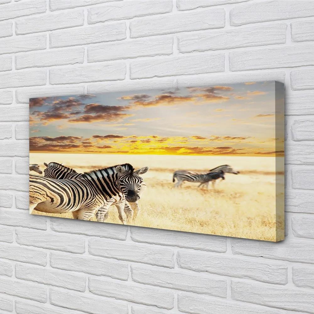 Obraz na plátne Zebry poľa sunset 100x50 cm