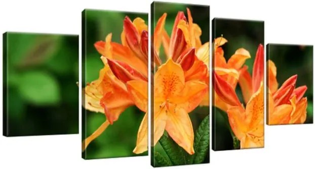 Obraz na plátne Rododendron Azalka oranžová 150x70cm 124A_5B
