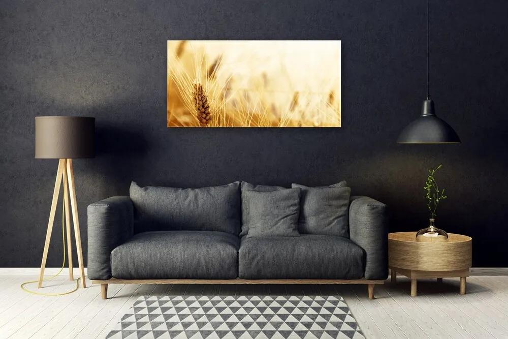 Skleneny obraz Pšenica rastlina príroda 100x50 cm
