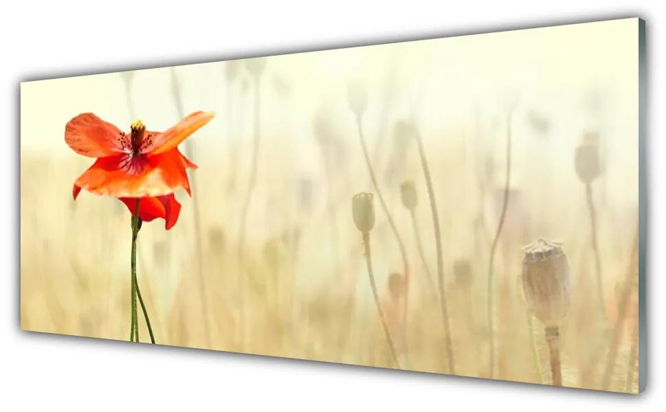 Obraz plexi Maky rastlina príroda 125x50 cm