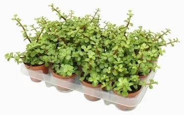 Portulacaria afra green 8,5x10 cm