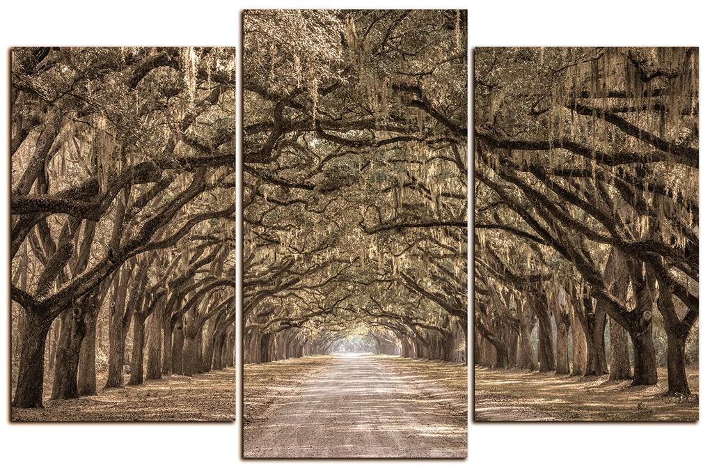 Obraz na plátne - Historické dubové stromy lemované poľnou cestou 1239FC (105x70 cm)