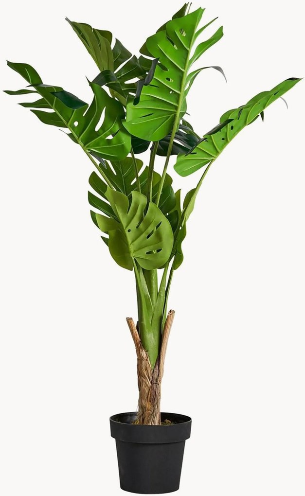 Rastlinná dekorácia Monstera