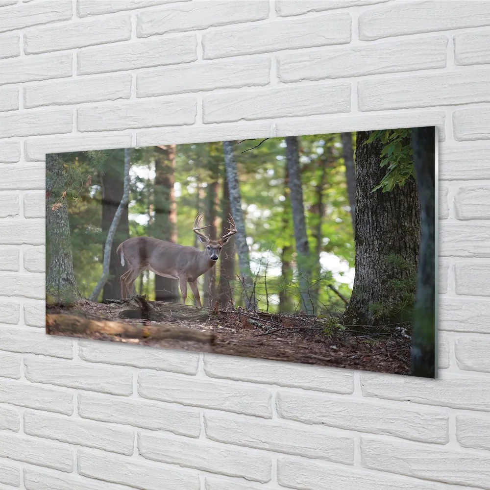 Obraz na akrylátovom skle Jeleň lesný 100x50 cm
