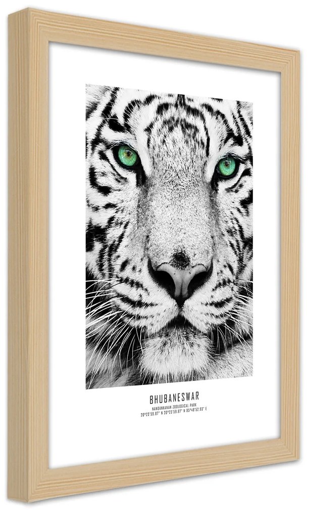 Gario Plagát Biely tiger Farba rámu: Bez rámu, Rozmery: 20 x 30 cm