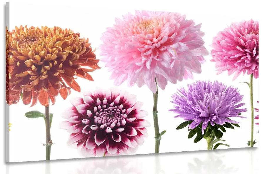 Obraz kvety dálie v rôznofarebnom dizajne Varianta: 120x80