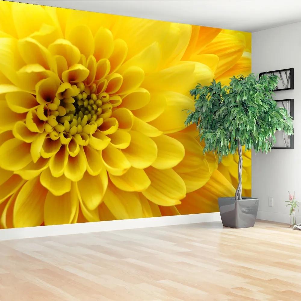 Fototapeta Vliesová Žltý kvet 250x104 cm
