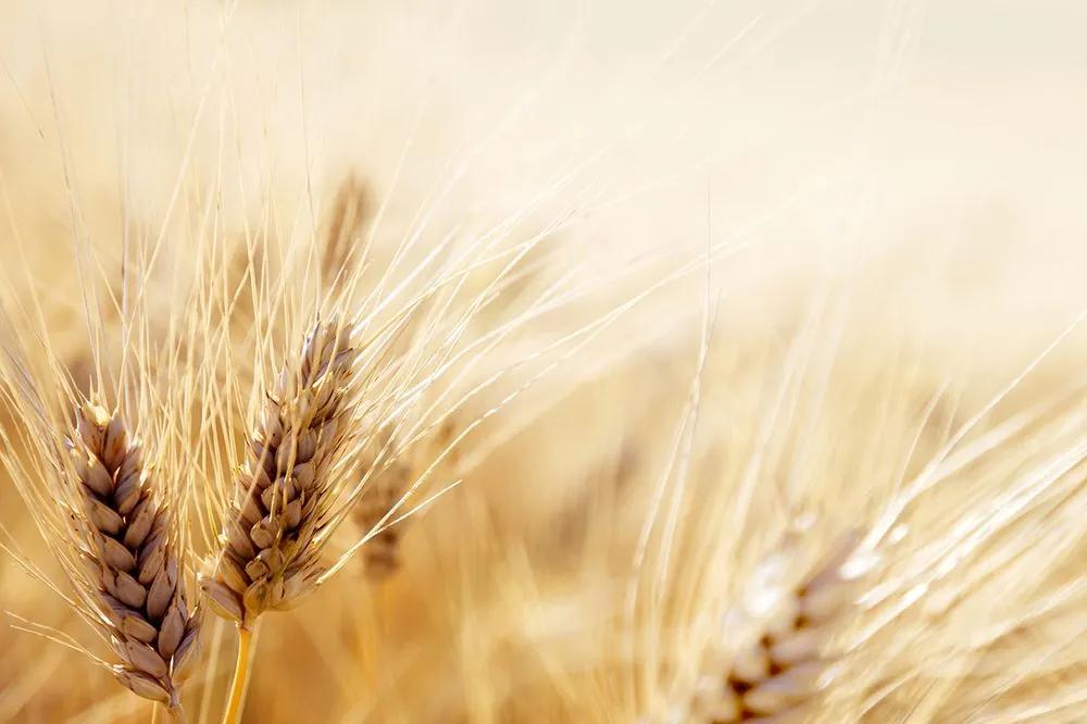 Očarujúca samolepiaca fototapeta detail pšenice