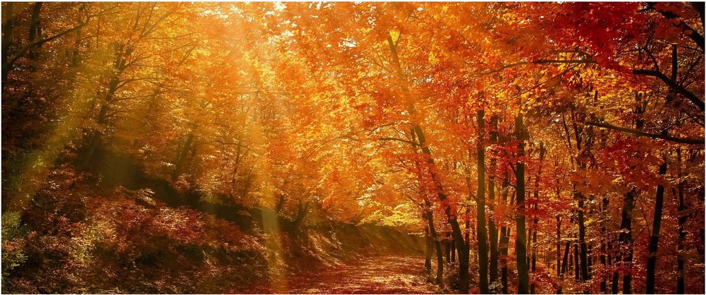 Obraz jesenného lesa (120x50 cm)