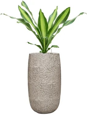 Dracaena fragrans burley 21x75 cm