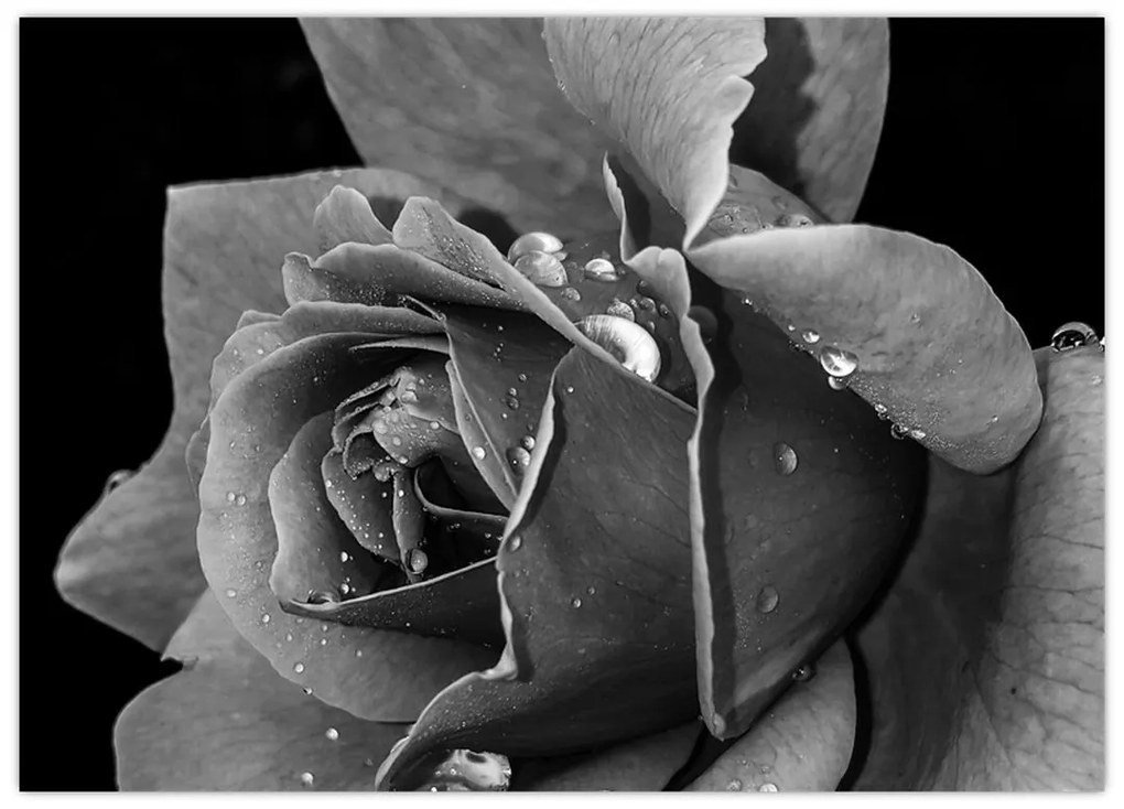 Sklenený obraz ruža - čiernobiela (70x50 cm)