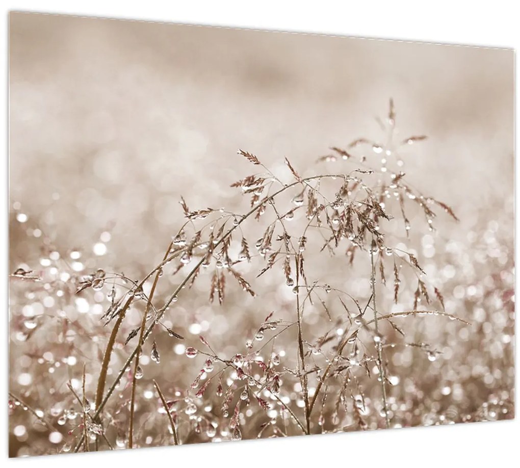 Obraz - Lúka v hnedých tónoch (70x50 cm)