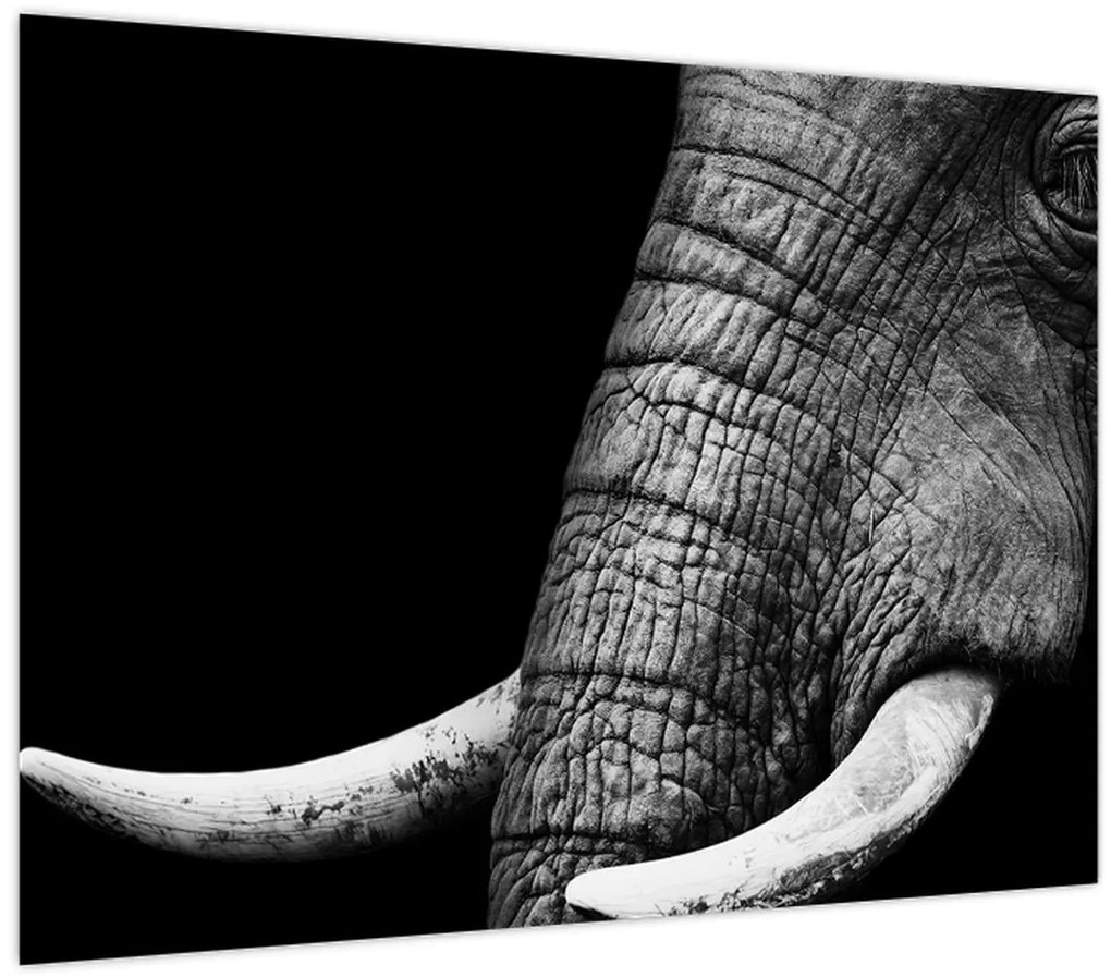 Obraz - Slonie kly (70x50 cm)