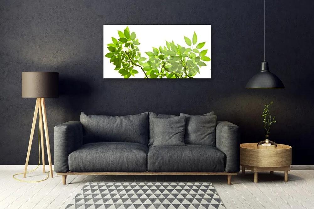 Skleneny obraz Vetva listy rastlina príroda 120x60 cm