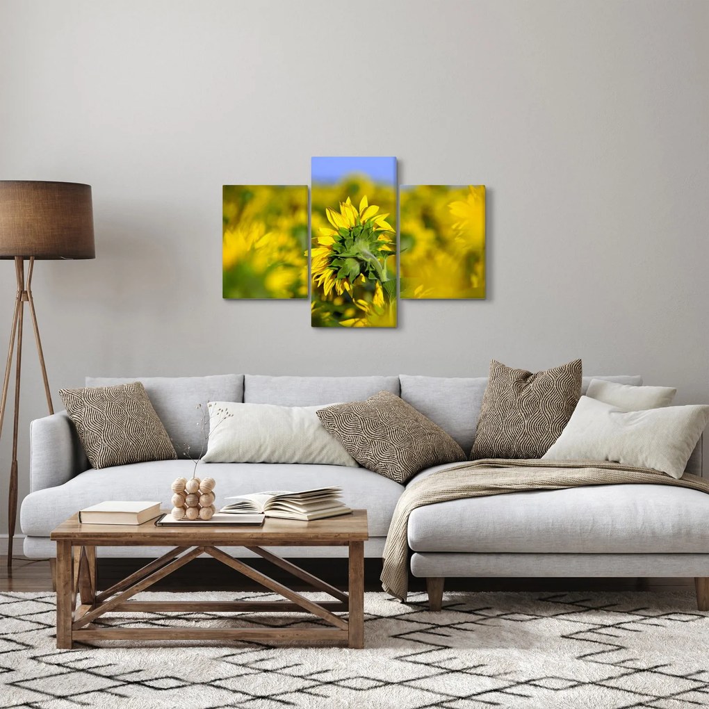 Obraz slnečnice (90x60 cm)