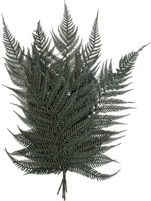 Briljantfern bush 40 cm