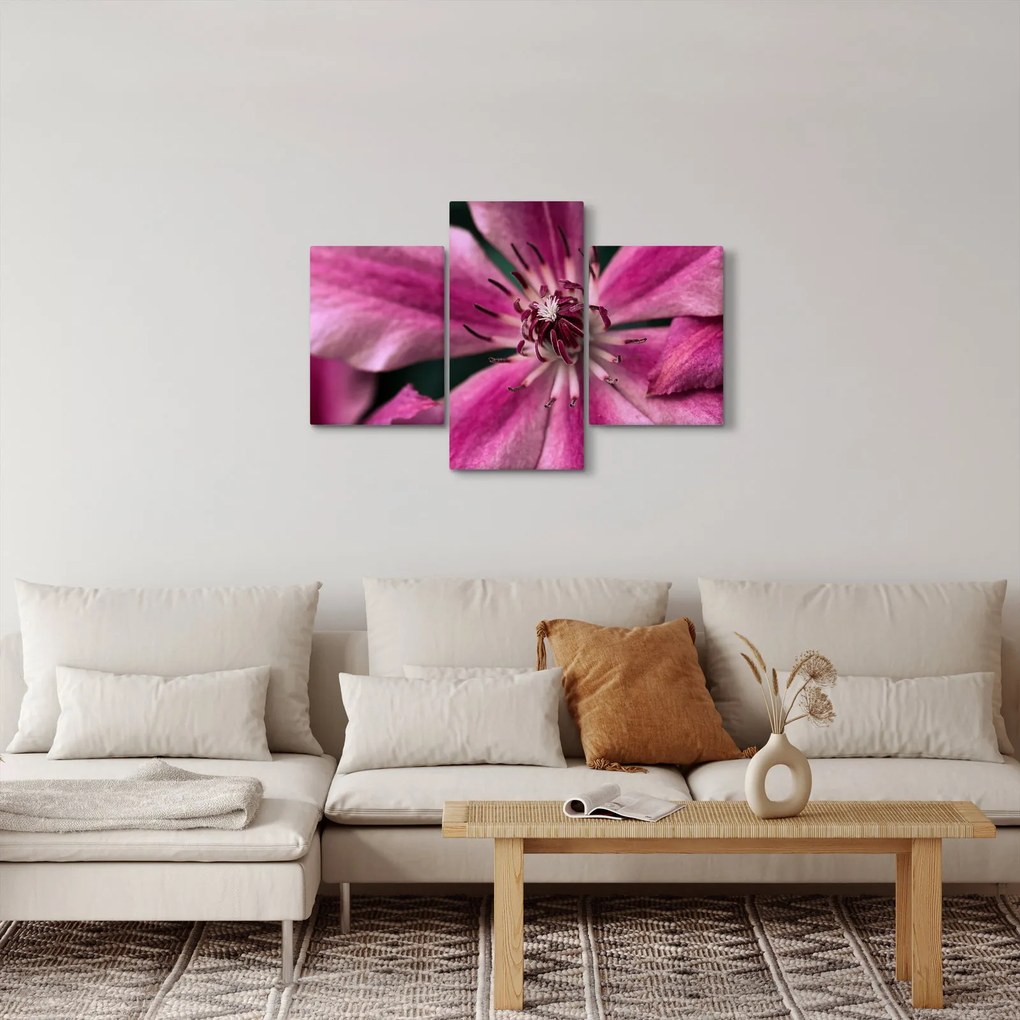 Obraz ružového kvetu plamienku (90x60 cm)