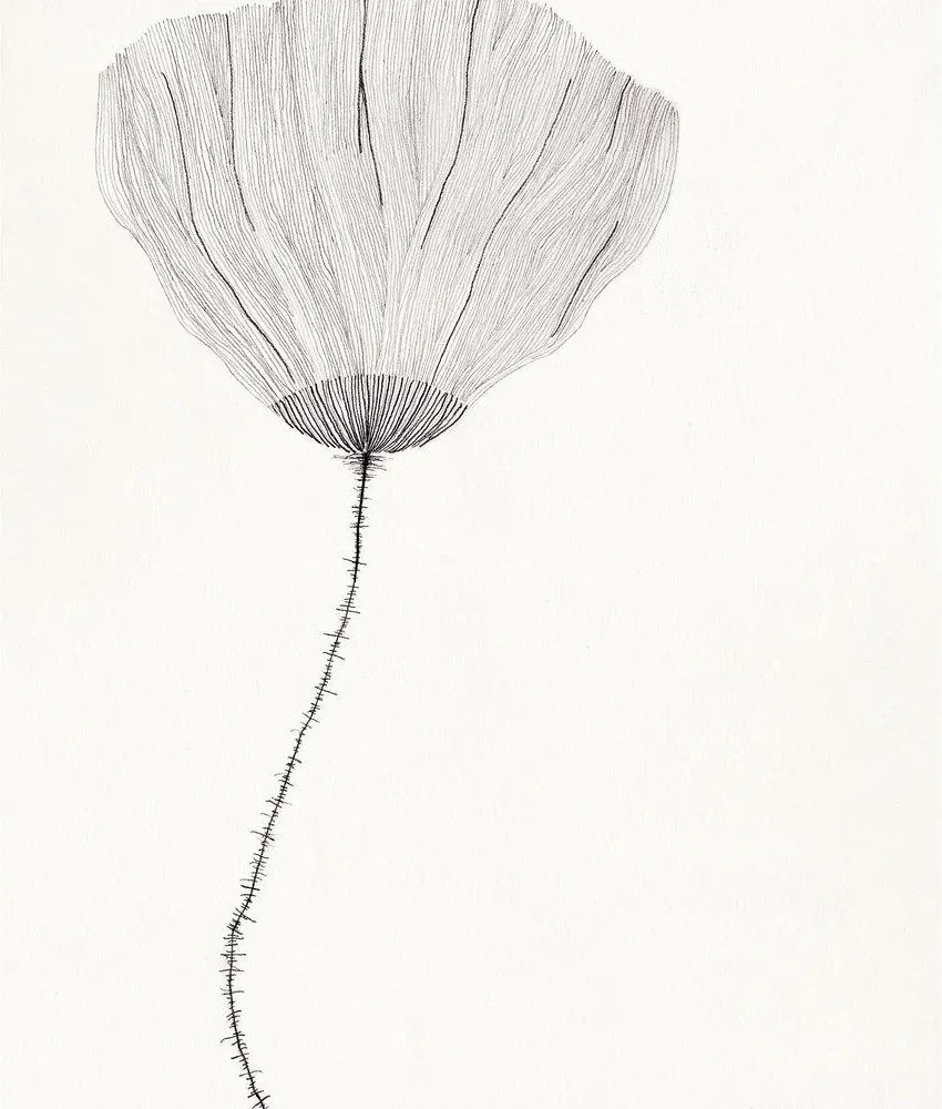 The Poster Club Plagát Poppy by Ana Frois 30x40 cm