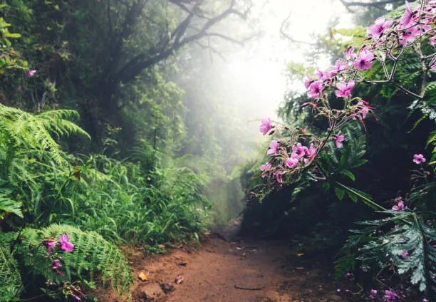 Umelecká fotografie Walking Path On Madeira Island, borchee, (40 x 26.7 cm)