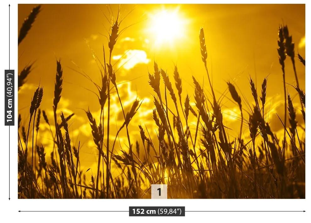 Fototapeta Vliesová Pšeničné polia 104x70 cm