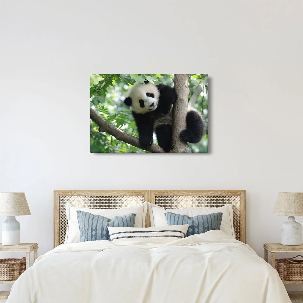 Obraz - Panda na strome (90x60 cm)