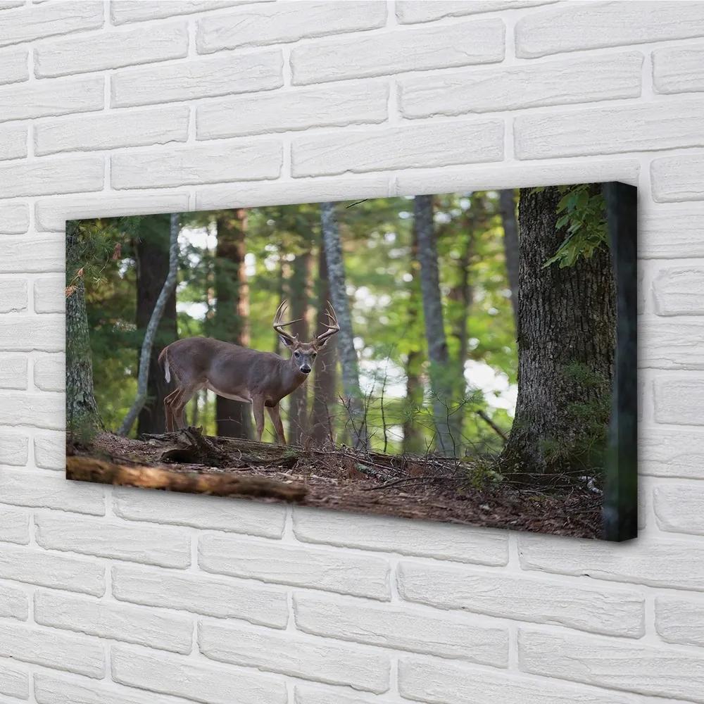 Obraz na plátne jeleň lesný 100x50 cm