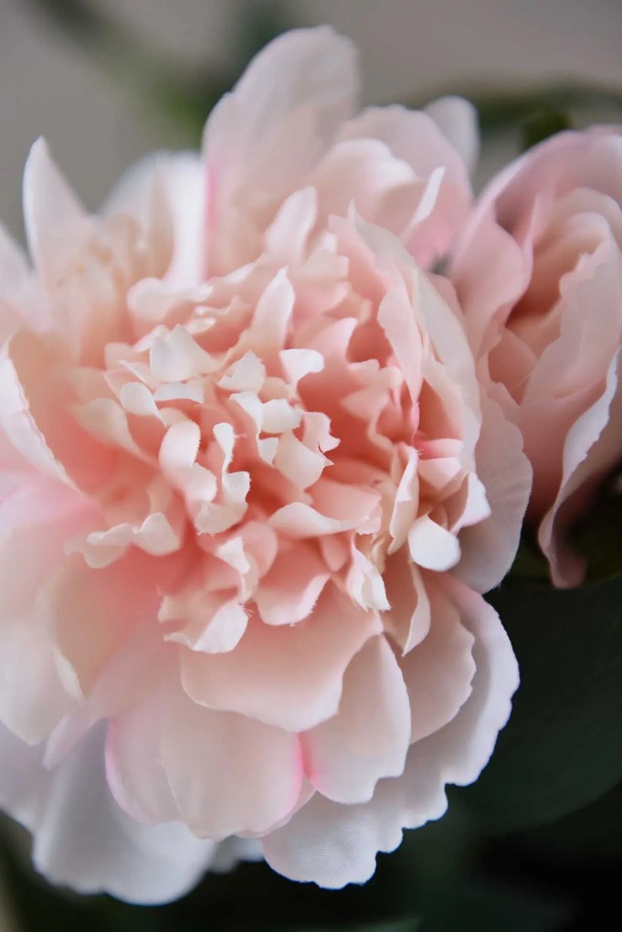 Umelá pivonka v krémovom kvetináči PEONY, výška 70 cm, ružová