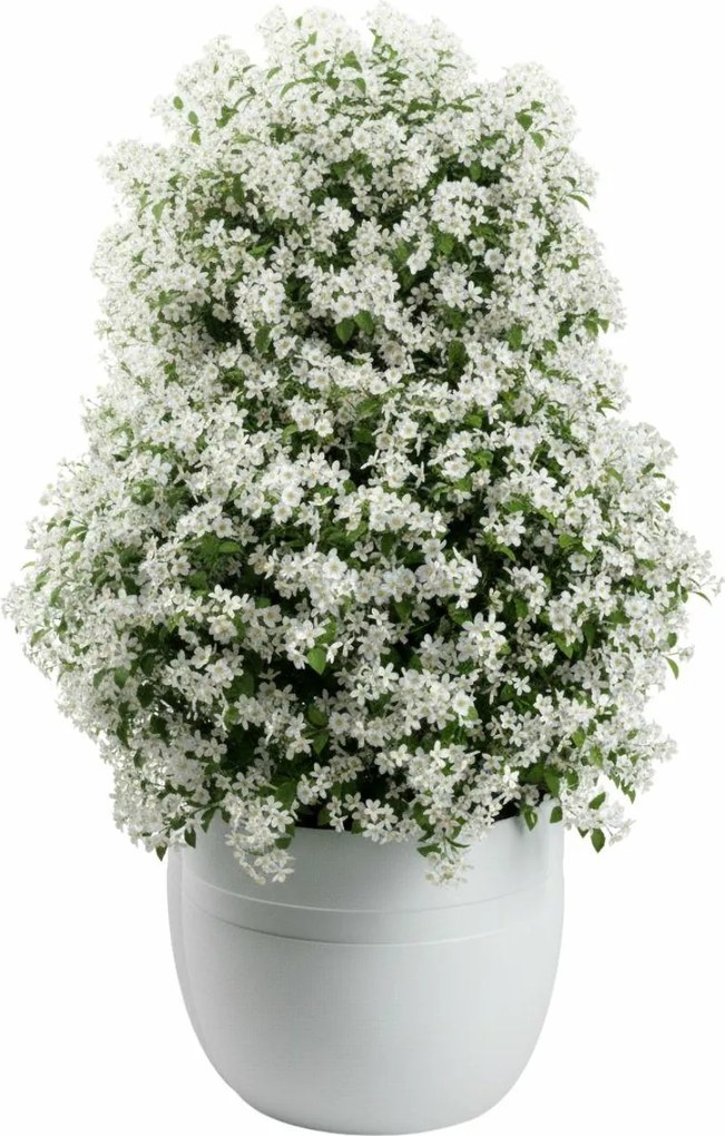 PLASTOVÝ KVETINÁČ LUNA CLASSIC 45,5X38 CM BIELA