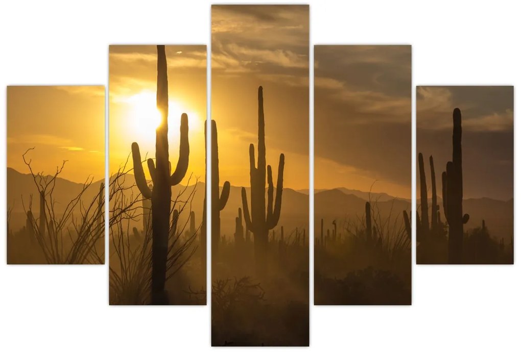 Obraz - Kaktusy Saguaro (150x105 cm)