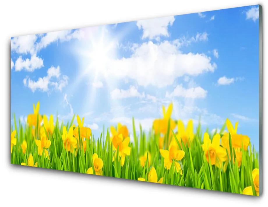 Obraz plexi Narcisy lúka tráva príroda 100x50 cm