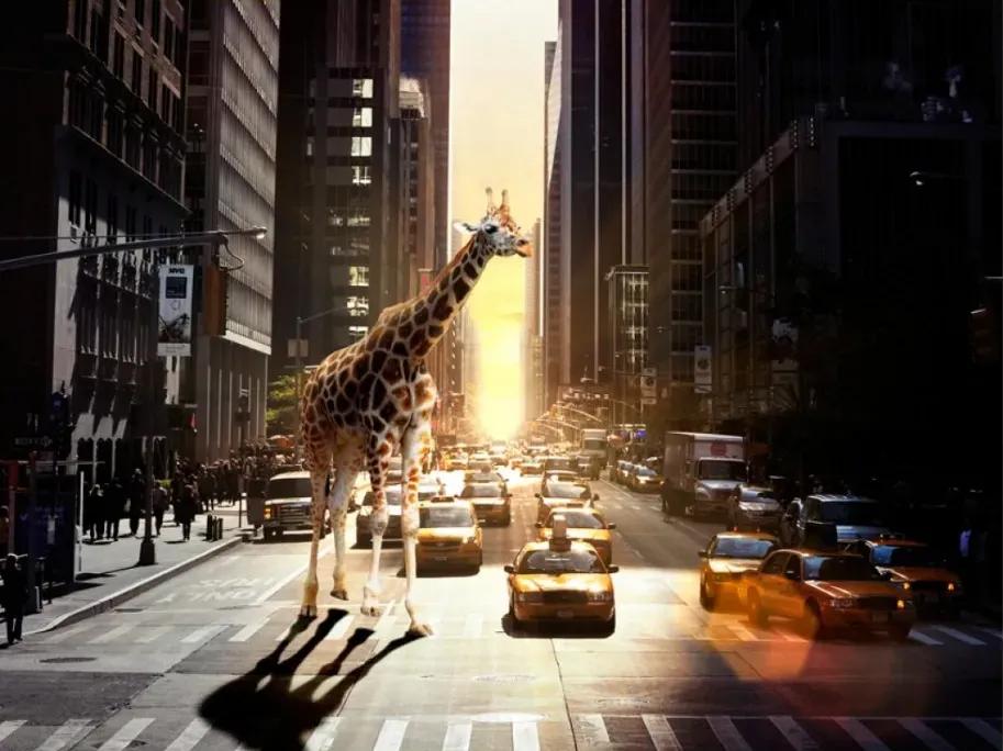 Manufakturer -  Tapeta Giraffe in the city