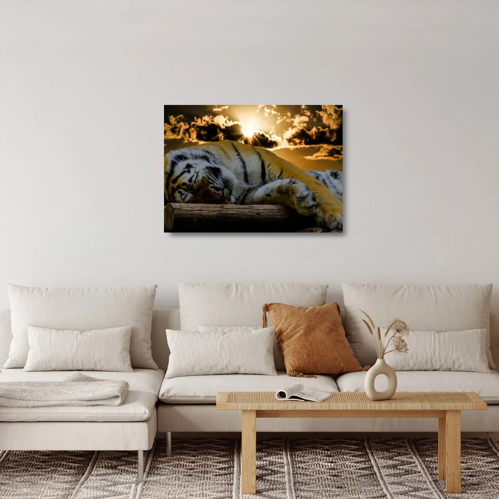 Sklenený obraz spiaceho tigra (70x50 cm)