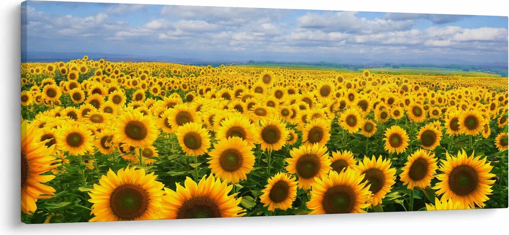 Obraz slnečnicového poľa (120x50 cm)