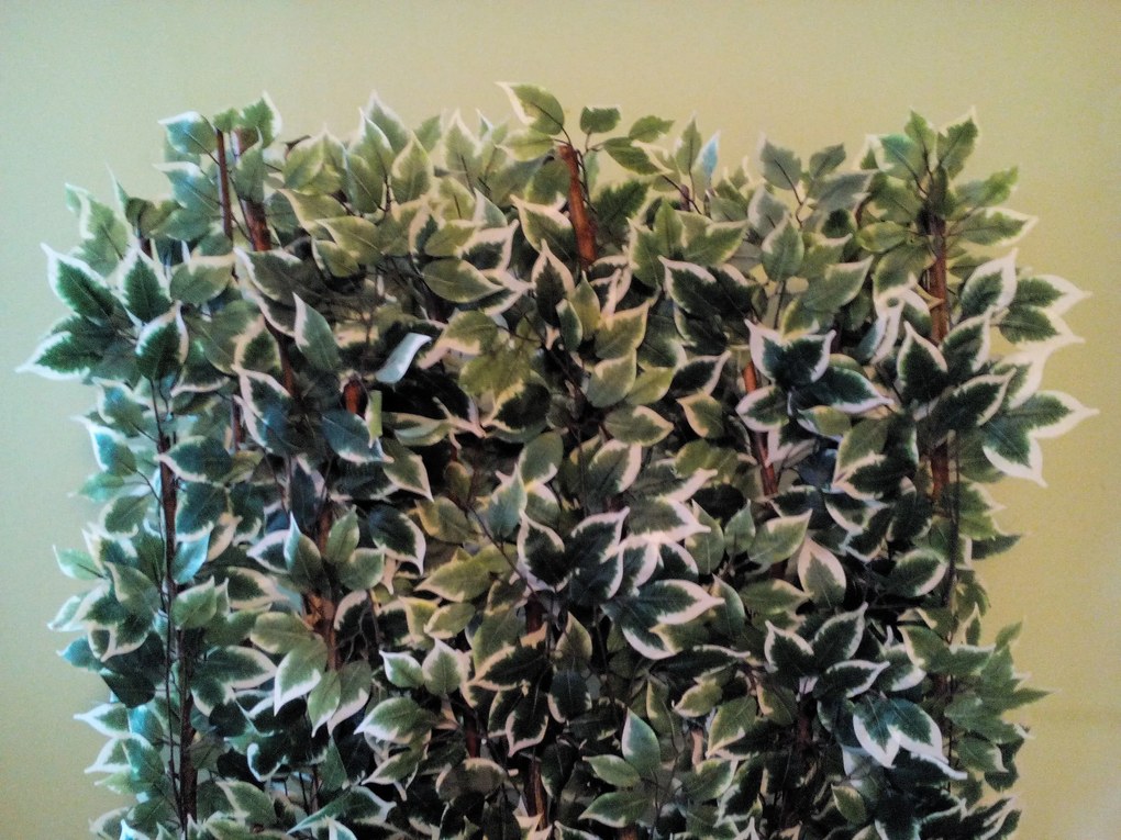 Dekoračná zástena fikus 140 cm x 100 cm